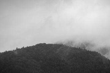 夏の山　朝霧に覆われた山の木々モノクローム14