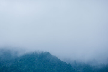 夏の山　朝霧に覆われた山の木々07