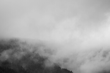 夏の山　朝霧に覆われた山の木々モノクローム13
