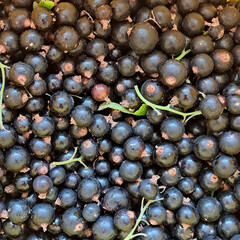 Fresh blackcurrants piled together, showcasing their rich dark color and glossy texture, with green stems adding a natural touch to the vibrant fruit display