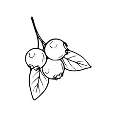 fresh blueberries with leaves outline drawing