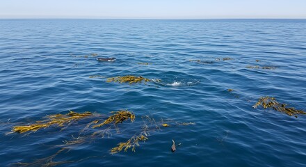 Ocean surface with kelp