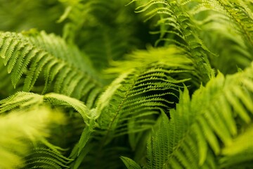 A close-up of vibrant green fern leaves against a soft-focus background.