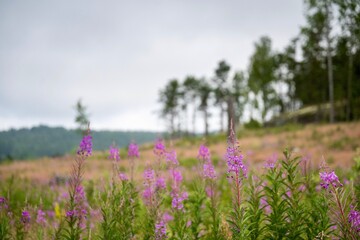 Obraz premium Shot of vibrant purple wildflowers in a lush meadow with a forested background under an overcast sky