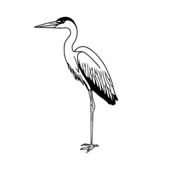 minimalist heron standing vector illustration