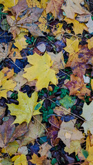 Colorful autumn leaves scattered on the ground, showcasing vibrant yellows, browns, and greens,...