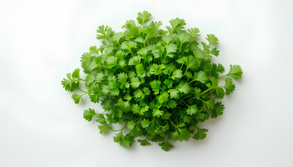 Fototapeta premium Fresh Green Parsley Leaves in a Bunch on a White Background