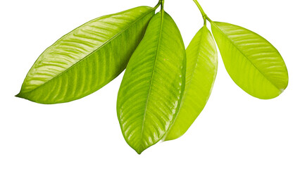 Mangosteen leaves, Tropical evergreen tree, Foliage of mangosteen isolated on white background 