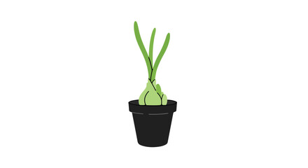 Potted Chives