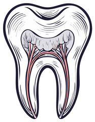 Cross-section of a human tooth showcasing pulp, nerves, and roots in a stylized drawing
