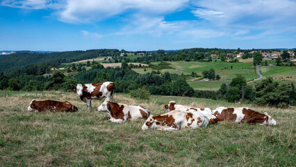 Troupeau de vaches dans un paysage d'Auvergne dans le département de la Haute-Loire en été...