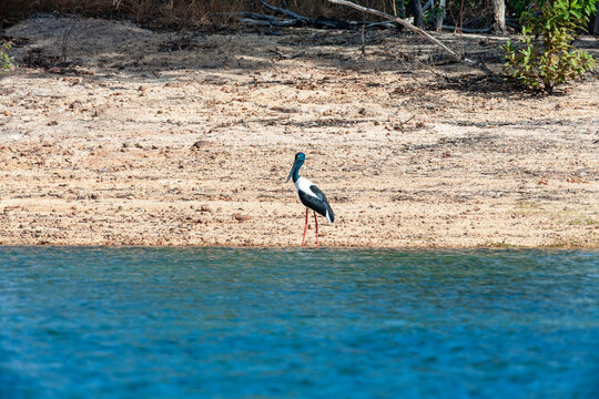 Jabiru Black- Neck Stork Ephippiorhynchus asiaticus