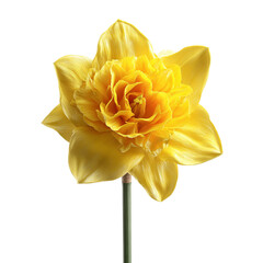 A vibrant yellow double daffodil flower with a ruffled center, isolated on a transparent background