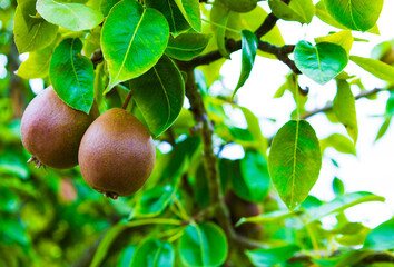 Two ripe pears hanging from a tree
