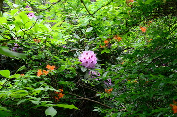 Rhododendron Garden in the Town Bad Berka, Thuringia