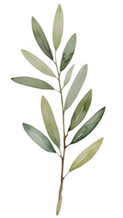 Fototapeta premium Watercolor Illustration of Olive Branch on White