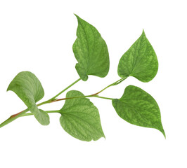 Fish mint, Fish leaf with flower isolated on white background, with clipping path 