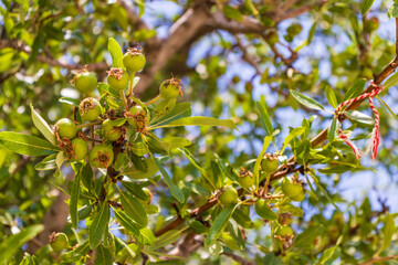 The photograph shows a young pear tree (Pyrus communis) in sunny weather. A few unripe pear fruits hang from thin branches surrounded by bright green oblong leaves. The light gently penetrates the