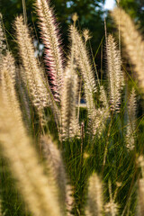 The picture shows fluffy ears of feathery cereals, illuminated by the warm setting sun. Soft bokeh in the background emphasizes the delicate structure of the plants. The stage is filled with an
