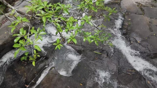 Drone Push-In Shot Over Small River Flowing Through Rocks in Lush Forest