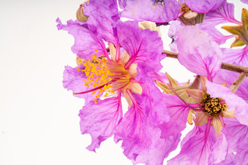 Branch of Queen's Flower or Nil Indigo flower on white background, Pride of India t with leaves on white.