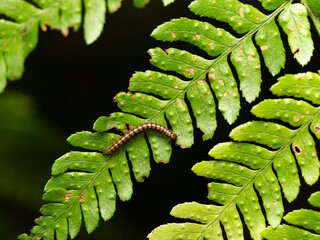 シダ植物を這うヤスデ