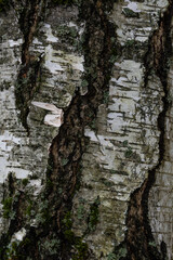 Vertical close-up of birch tree bark with dark cracks and moss. Natural textured background of a forest trunk.