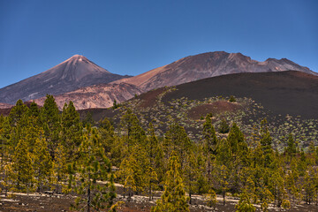Naklejka premium Teide and volcanic cones above forest