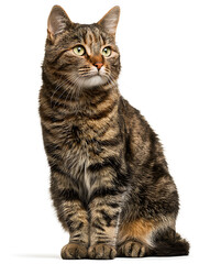 Obraz premium Large Brown and Black Tabby Cat Sitting – Isolated Pet Portrait