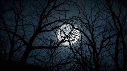 Obraz premium night in the woods with full moon