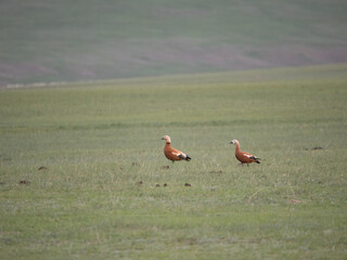 Pair of Ruddy Shelduck