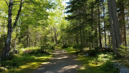 Sunny forest path winding through lush greenery
