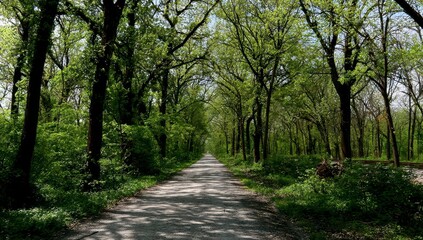 Obraz premium Paved path through lush green woods