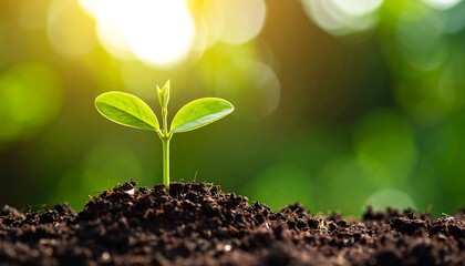 Young plant growing in rich soil, symbolizing new beginnings and hope in nature