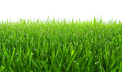 Lush green grass with fresh morning dew drops glistening on the blades, isolated on a white background.