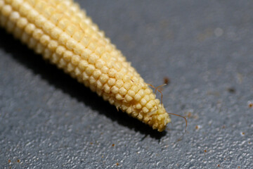 Macro shot of rotten baby corn kept in the fridge more than week