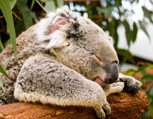 Obraz premium Adorable Koala Sleeping Wrapped Around Tree Branch