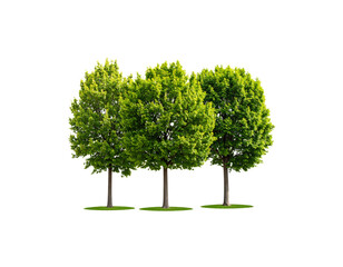 Single green oak tree with lush leaves, isolated on a white background