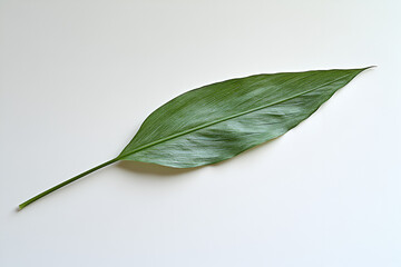 A single, long, vibrant green leaf with a prominent stem lies diagonally on a clean white background.