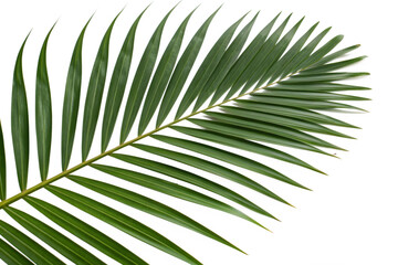 Obraz premium Palm leaf isolated on white background.