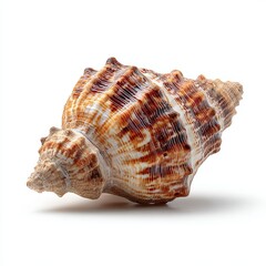 Fototapeta premium Close-up of a beautiful seashell. It has intricate patterns and textures, creating a stunning display