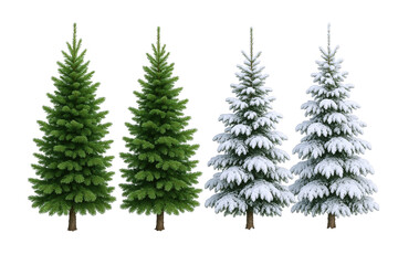 Four Evergreen Fir Trees Displayed in Sequence: Two Lush Green and Two Covered in Fresh White Snow