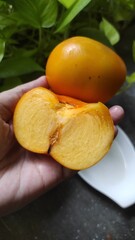 fresh persimmon hold in hand 