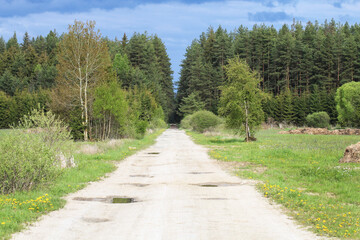 Country road straight to the forest.