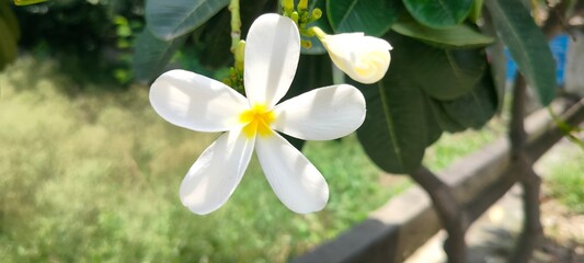 Close up shot of  Frangipani or Plumeria flower.