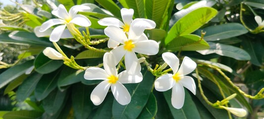 Close up shot of  Frangipani or Plumeria flower.