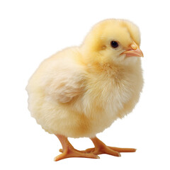 Obraz premium A newly hatched light yellow chick, raising its head, with an expression of terror. Side view of the whole body on transparent background