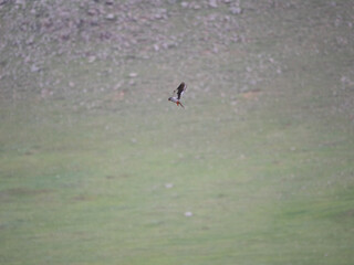 Amur Falcon hovering