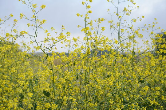 Canola Field in Bloom in Springtime