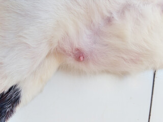 Close-up macro shot of white cat belly showing pink nipple and soft fur texture. Domestic feline anatomy detail with fluffy white coat and black markings visible at edge.